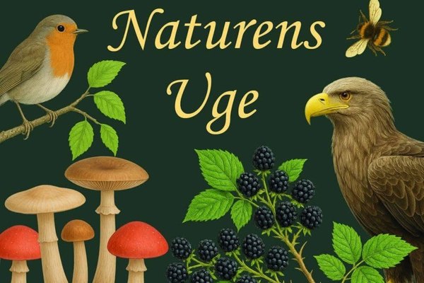 Nattens Vilde Natur