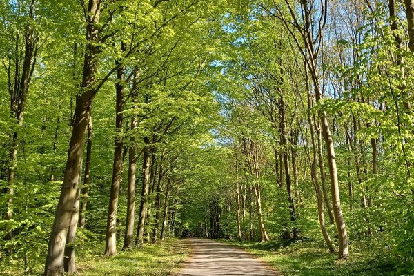 Årshjulet – lær at forstå dig selv gennem naturens rytmer