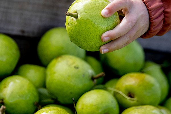 Sydhavsøernes Frugtfestival 2026