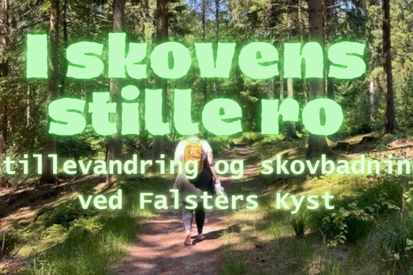 I skovens stille ro - Stillevandring og skovbadning ved Falsters Kyst