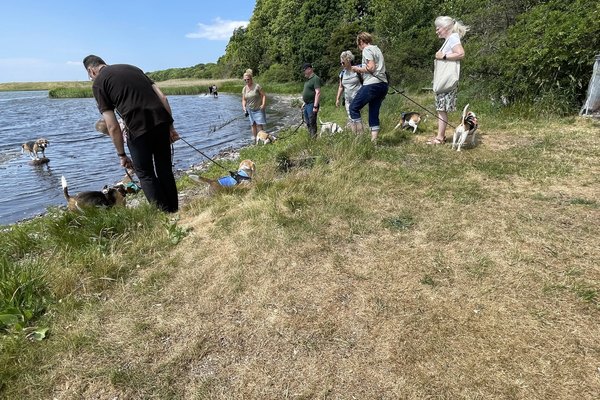 Beagle gåtur, Marielyst